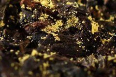 冠突散囊菌就是黄曲霉素?黑茶金花和黄曲霉图片对比